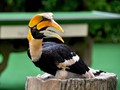 Sunny Si Burung Rangkong, Maskot Baru Jurong Bird Park