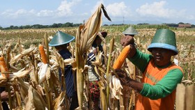 Kementan Tuding Distribusi Jagung 'Kecoh' Pasokan dan Harga