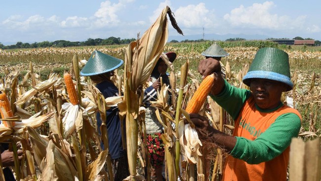 Kementan mensinyalir rantai pasok jagung yang tak sempurna sempat mengecoh pasokan dan harga. Akibatnya, memicu petani dan peternak berdemo.