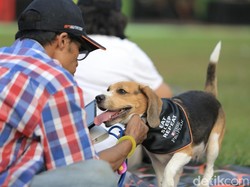 Studi Buktikan Anjing Bisa Memahami Kata-kata dari Objek Mainan, Ini Contohnya