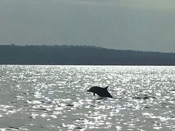 Ada Banyak Jenis Lumba-lumba di Indonesia, Salah Satunya Endemik Kalimantan