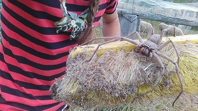 Namanya daddy long-legs. Jenis laba-laba seperti apa sih ini?