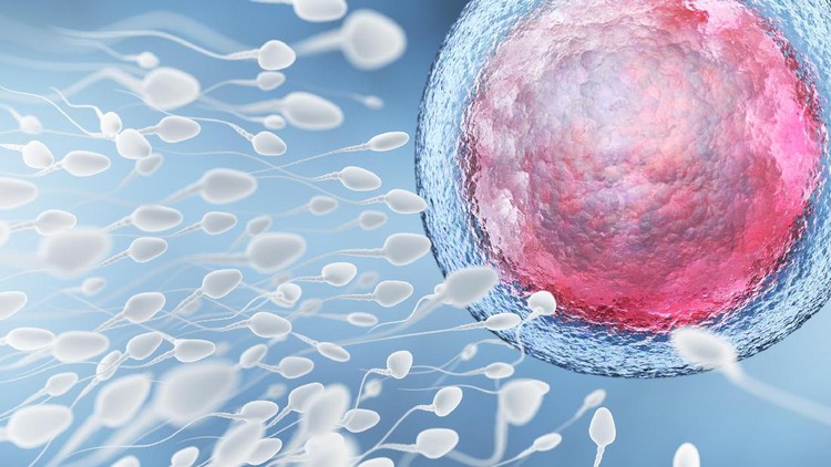 Sperma yang sehat bisa memperlebar peluang istri hamil. Seperti apa sih sperma yang sehat?