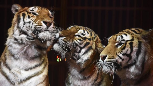Di dalam sebuah rumah, seorang Ibu bersama satu putri remajanya tinggal bersama tiga macan, satu puma, sigung dan rubah.