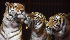 Piara Tiga Macan di Rumah, Ibu Dituduh Ancam Nyawa Anak