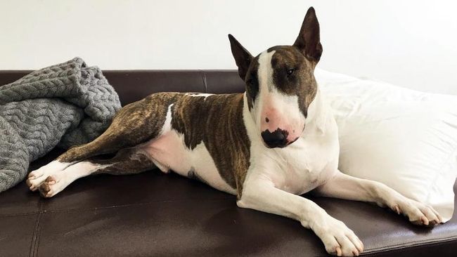 Choupette, peliharaan Karl Lagerfeld, boleh dikatakan kucing paling glamor di jagat fesyen. Bila bicara soal anjing, Neville milik Marc Jacobs adalah rajanya.