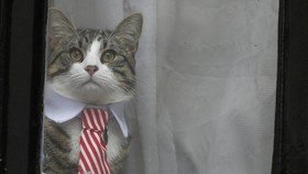 Misteri Keamanan Kucing Julian Assange Terpecahkan