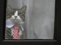 Misteri Keamanan Kucing Julian Assange Terpecahkan