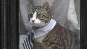 Gaya Necis Kucing Milik Pendiri WikiLeaks