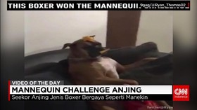 Mannequin Challenge Versi Pemain Golf dan Anjing Peliharaan