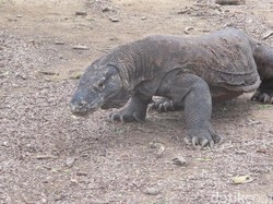 Tiket TN Komodo Rp 3,75 Juta Dinilai Percuma, Paling Cuma Dipakai Sekali