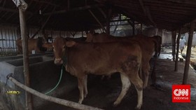 Membangun Desa Melalui Ternak