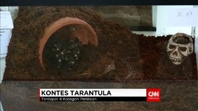 Pecinta Hewan Reptil dan Tarantula Berkumpul