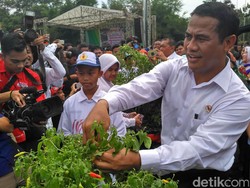 Harga Cabai Meroket, Mentan Dorong Masyarakat Tanam Sendiri di Pekarangan