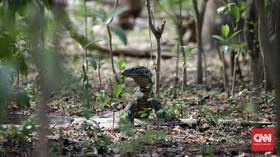 Kebakaran 10 Hektare Sabana TN Komodo, Penyebab Masih Diusut