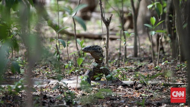 Kebakaran sabana di kawasan TN Komodo dilaporkan tak bertumpu pada satu titik. Pemadaman masih dilakukan manuai dengan cara tangan dan dedaunan di lokasi.