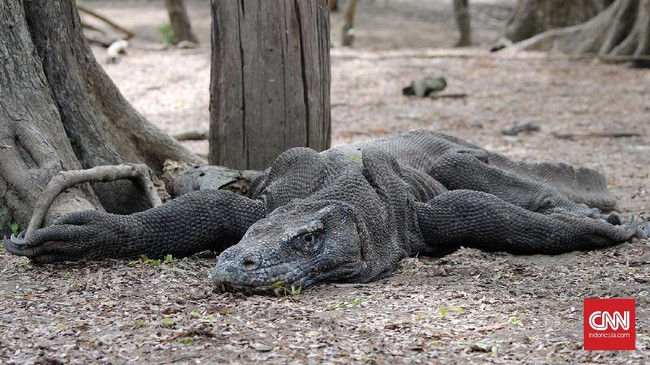 Setidaknya ada sembilan pulau di berbagai belahan dunia yang dikuasai oleh binatang. Dari pulau penuh babi sampai yang menakutkan macam ular dan komodo.