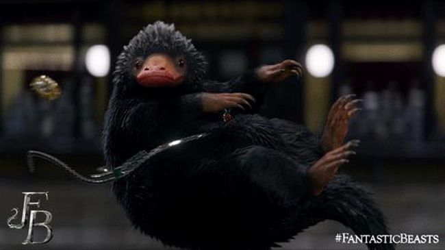 Binatang yang berbentuk seperti gabungan platypus dan penguin itu disebut puggles atau echidna, langka tapi bisa ditemukan di Australia.