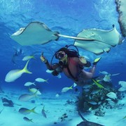 Punya Rencana Diving, Ketahui 7 Hewan Laut Beracun yang Perlu Dihindari