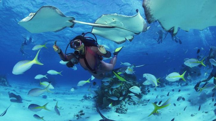 Punya Rencana Diving, Ketahui 7 Hewan Laut Beracun yang Perlu Dihindari