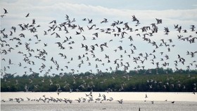 Rantai makanan ekosistem pantai menunjukkan bahwa setiap makhluk hidup di wilayah pesisir saling terhubung untuk mempertahankan keseimbangan alam.
