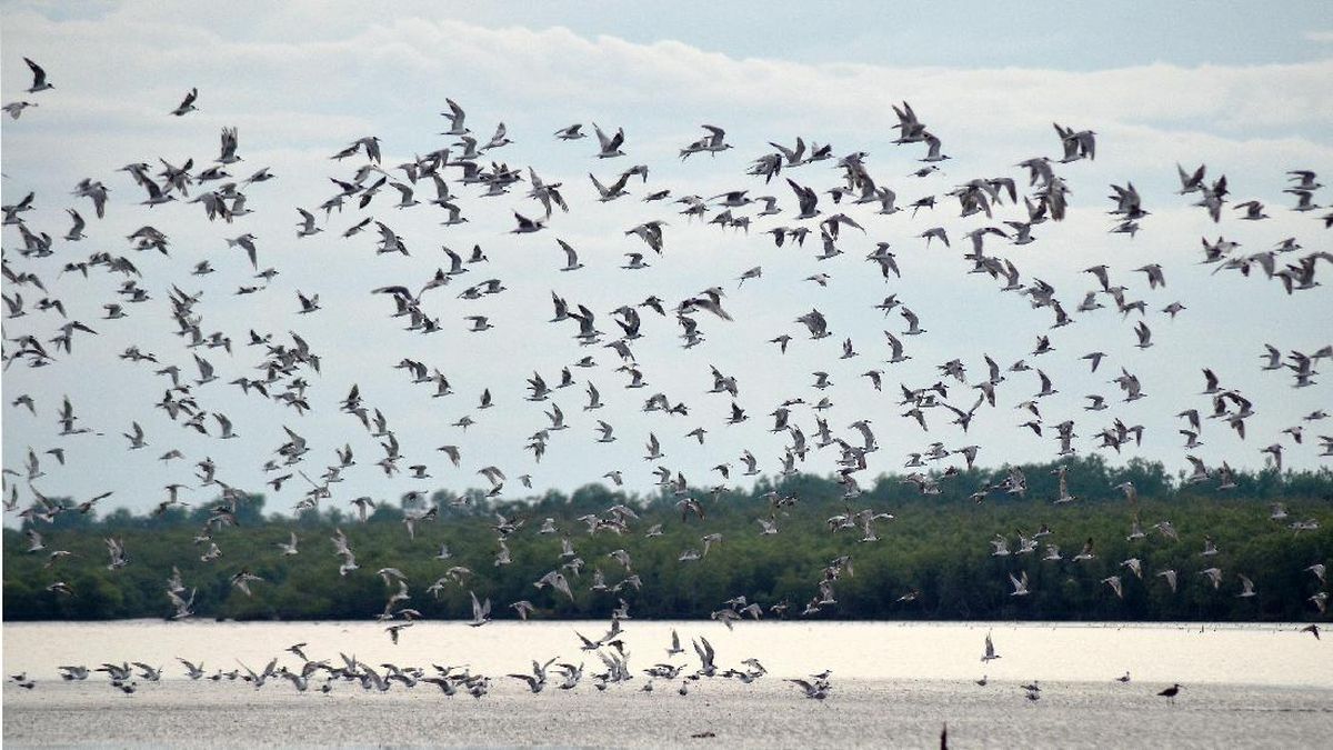 Rantai Makanan Ekosistem Pantai, Begini Alur Produsen hingga Predator
