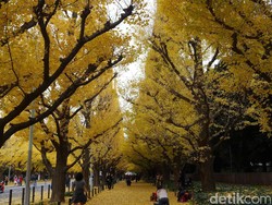 Musim Gugur di Jepang, Inilah Destinasi Terbaik dan Tips Foto Ciamik