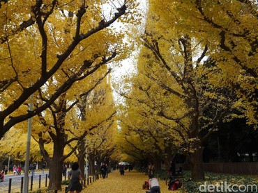 Musim Gugur di Jepang, Inilah Destinasi Terbaik dan Tips Foto Ciamik