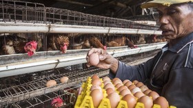 Darmin: Harga Telur dan Daging Ayam Kembali Normal Bulan Ini