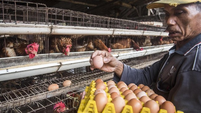 Menko Perekonomian Darmin Nasution memperkirakan harga daging ayam dan telur ayam baru kembali normal paling cepat Agustus, atau dua bulan setelah Lebaran.