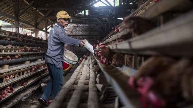 Kementan mengklaim menggunakan data tim ahli perunggasan untuk memprediksi produksi bibit ayam. Data itu yang menjadi patokan Kementan merilis jumlah ayam.