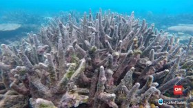 Menanti Ajal Terumbu Karang Great Barrier Reef
