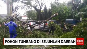 Pohon Tumbang di Sejumlah Daerah