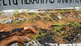 KLHK Haruskan 101 Daerah Peserta Pilkada Rampungkan KLHS