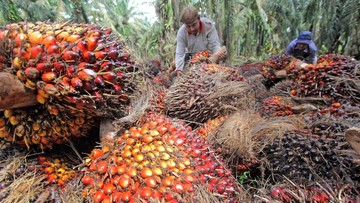 Riset Ipb Deforestasi Indonesia Bukan Disebabkan Kebun Sawit