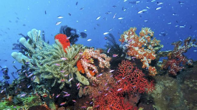 Di Kabupaten Bolaang Mongondow Selatan (Bolsel), terdapat sekitar 164 titik penyelaman yang tak kalah cantik dari Taman Bunaken atau Selat Lembeh.