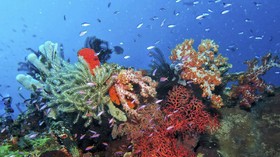 Menyingkap Surga Bawah Laut Bolsel