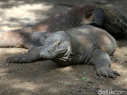 6 Komodo di Bogor Bakal Diterbangkan dengan Garuda ke NTT