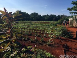 Pemerintah Usul Pemudik Diberi Pekerjaan di Bidang Pertanian
