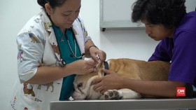 Tantangan Dr. Ooy Menjadi Dokter Hewan