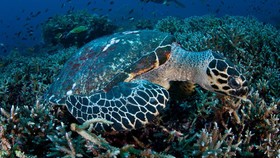 Underwater Maumere Dipamerkan di Kinokuniya Plaza Senayan