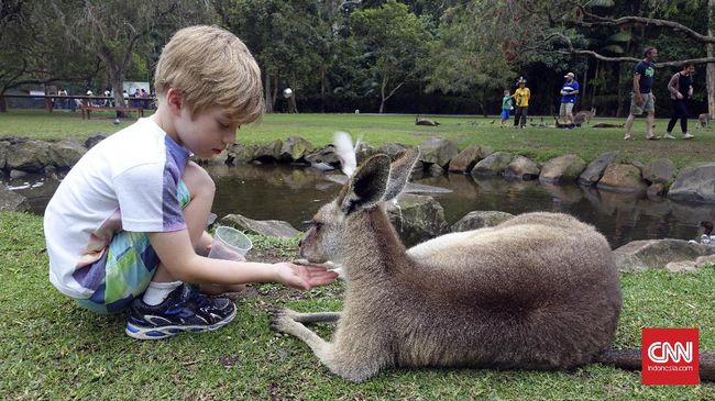 Menyebut kata kanguru pasti langsung teringat Australia. Selain kanguru, di sana ternyata ada banyak binatang asli yang kini populasi terancam.