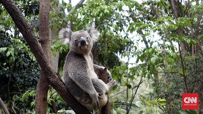 Koala korban kebakaran hutan dan lahan yang terjadi di Australia dilaporkan mati pada Selasa (26/11) setelah diselamatkan selama sepekan.