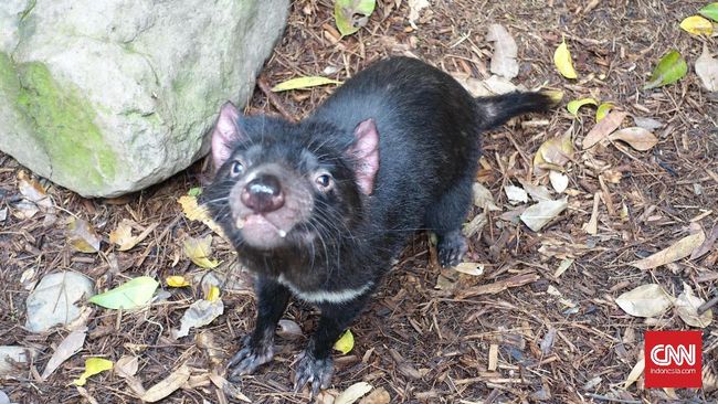 Sekitar 11 ekor Tasmanian devil dilepaskan ke alam liar dari pusat konservasi. Hewn ini diperkirakan telah punah di alam liar Australia sejak 3.00 tahun lalu.