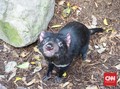 Tasmanian Devil Australia Lahir, Terakhir 3.000 Tahun Lalu