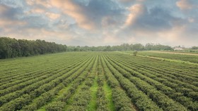 Menpar Tinjau Kebun Teh Penyangga KSPN Borobudur