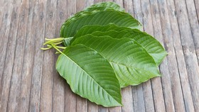 Mengenal Kratom: 'Jamu Alternatif' Para Pecandu