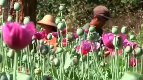 Myanmar Jadi Penghasil Opium Terbesar Dunia, Lampaui Afghanistan