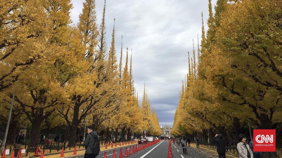 'Kehangatan' Musim Gugur di Jingu Gaien Tokyo