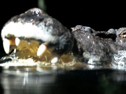 Kematian Tragis Jaka Dicabik Reptil Besar Saat Cari Udang